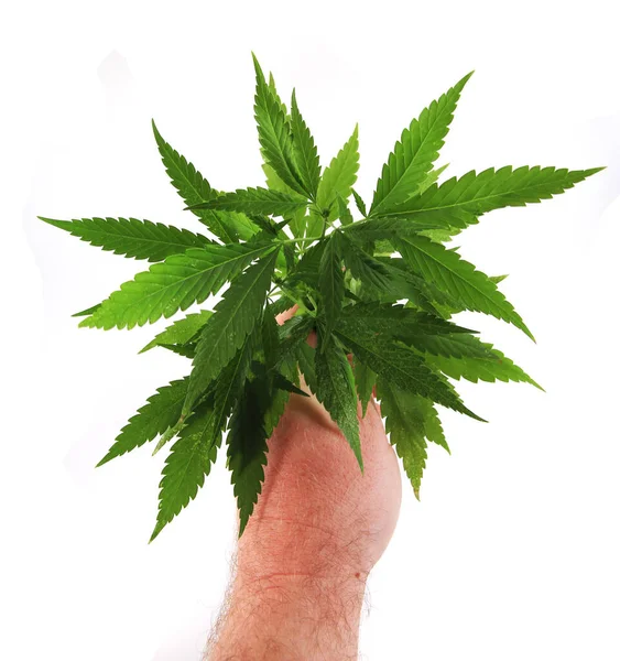 Marihuana Pflanze Isoliert Auf Weißem Hintergrund — Stockfoto