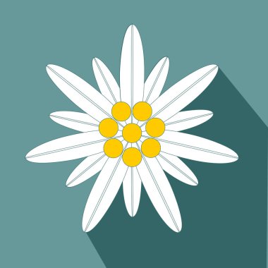Edelweiss çiçek sembolü tırmanışla düz tasarım simge vektör eps 10
