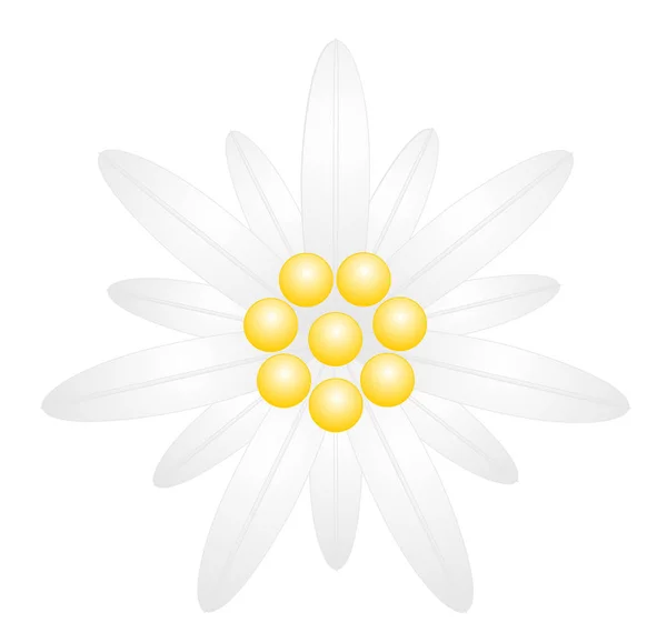 Edelweiss Virág Szimbólum Alpinizmus Vektor Eps — Stock Vector