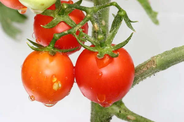 Świeże Dojrzałe Pomidory Czereśniowe Rosnące Winorośli — Zdjęcie stockowe