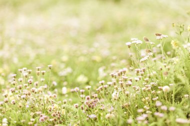 otlakta beyaz çiçekler