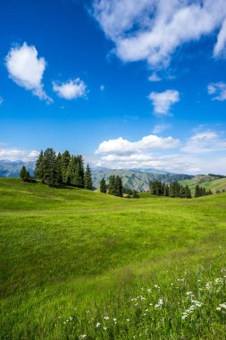 Çin'deki dağda otlak
