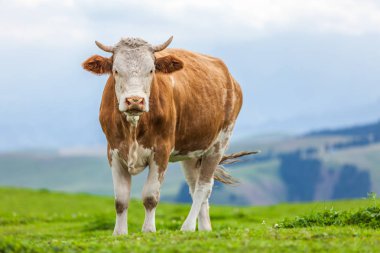 Çin'deki çim yeme inek