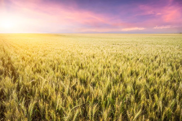 Campo Trigo Atardecer Xinjiang — Foto de Stock