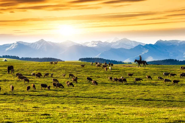 Grassland Xinjiang China — Stock Photo, Image