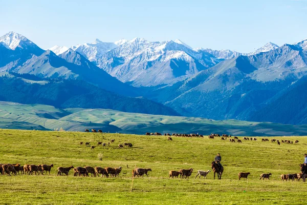 Grassland Xinjiang China — Stock Photo, Image