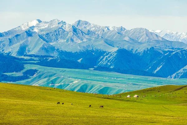 Grassland Xinjiang China — Stock Photo, Image