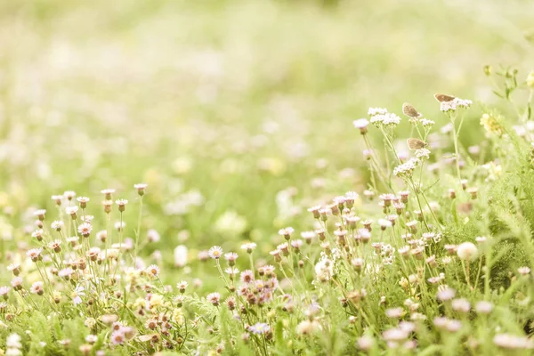 Bílé Květy Louky Pastviny — Stock fotografie
