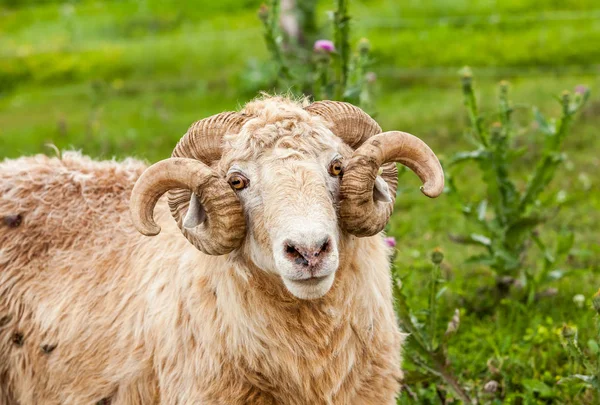 Овцы Пастбище — стоковое фото