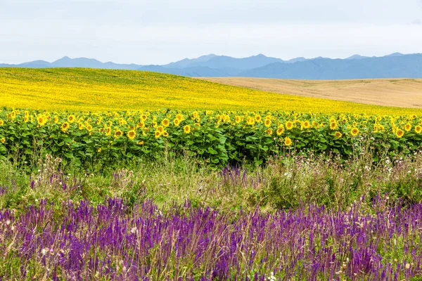 Campo Girasole Cina — Foto Stock