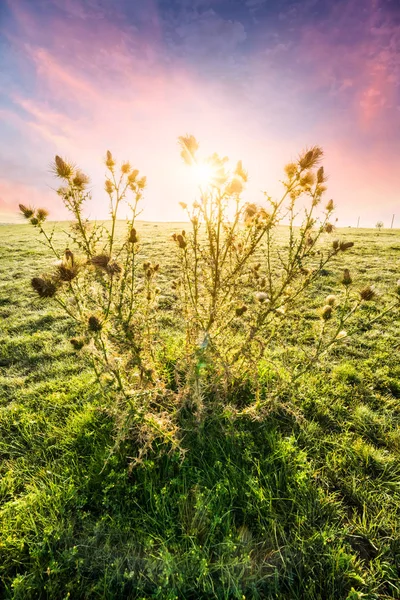 Louky Pastviny Sin Ťiangu Čína — Stock fotografie