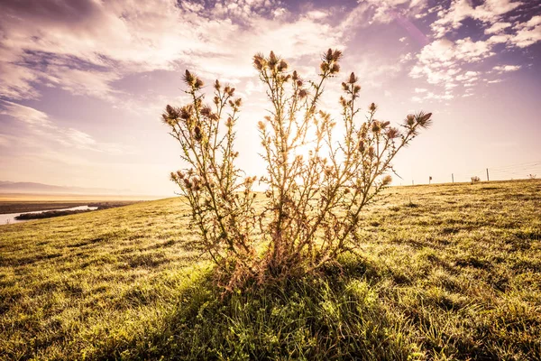 Louky Pastviny Sin Ťiangu Čína — Stock fotografie