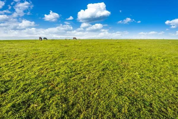 Pascoli Nello Xinjiang Cina — Foto Stock