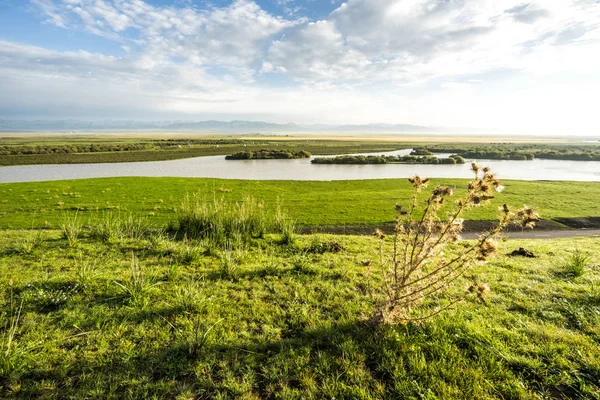 Pascoli Nello Xinjiang Cina — Foto Stock