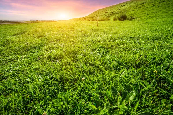 中国新疆の草地 — ストック写真