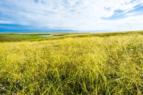 Pascoli Nello Xinjiang Cina — Foto Stock