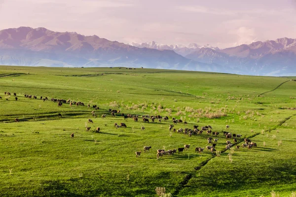 Grelhados Xinjiang China — Fotografia de Stock