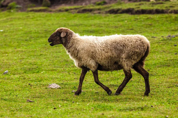 Owce Użytkach Zielonych Chiny — Zdjęcie stockowe