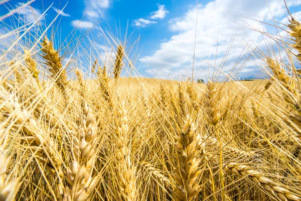 Пшеничное Поле Китае — стоковое фото