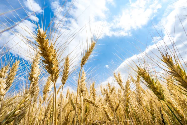 Пшеничное Поле Китае — стоковое фото