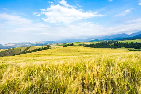 Campo Trigo China — Foto de Stock