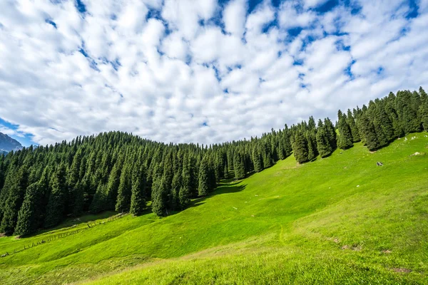 grassland on mountain in China