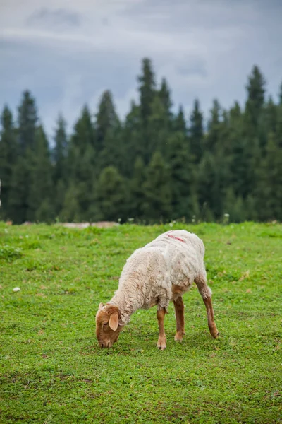 Owce Jedzenie Użytkach Zielonych — Zdjęcie stockowe