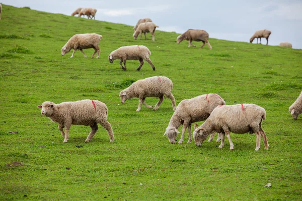 Овцы Едят Лугах — стоковое фото