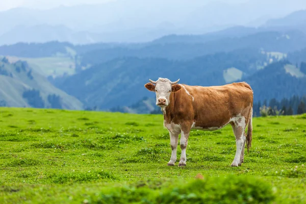 Vaca Comendo Grama China — Fotografia de Stock