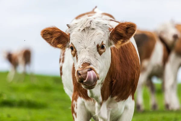 Äter Gräs Kina — Stockfoto