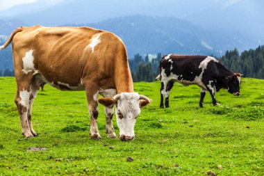 Çin'deki çim yeme inek