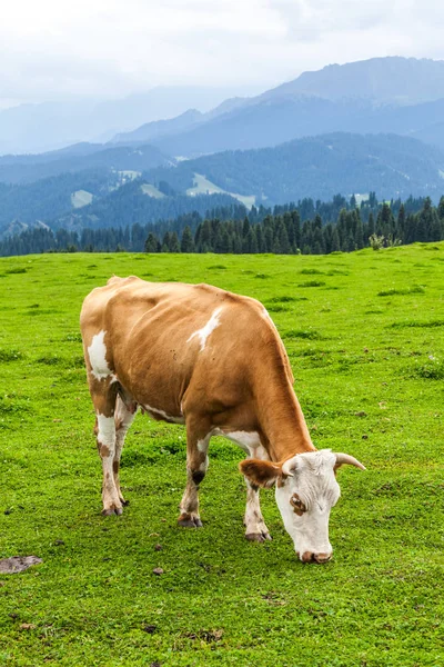 Vaca Comendo Grama China — Fotografia de Stock