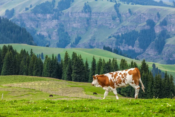 Krowy Jedzą Trawę Chinach — Zdjęcie stockowe
