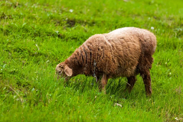 Wypas Owiec Użytkach Zielonych — Zdjęcie stockowe