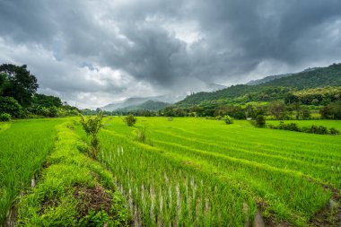 Paddy Tayland gökyüzü altında
