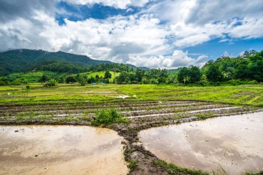 Paddy Tayland gökyüzü altında