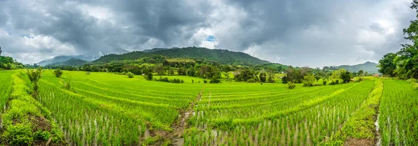 Reis Unter Dem Himmel Thailand — Stockfoto