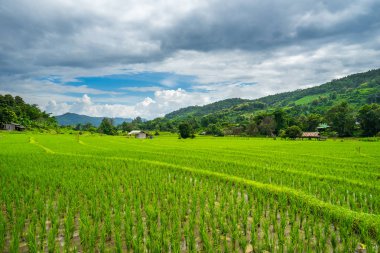 Paddy Tayland gökyüzü altında