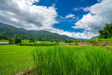Paddy Tayland gökyüzü altında