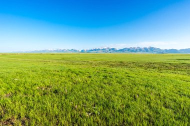 Doğu Türkistan Çin otlak