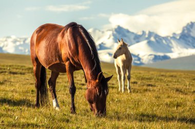 At altında kar dağlar