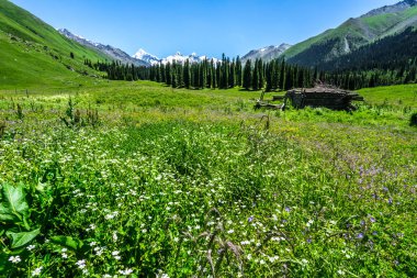 Doğu Türkistan Çin otlak