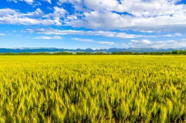 wheat field in Xinjiang clipart