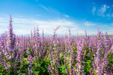 Çin'deki lavanta alan