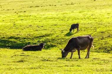 otlak: Xinjiang, China