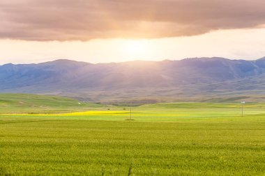 Sincan buğday alanında