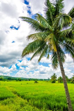 Paddy alanları Tayland