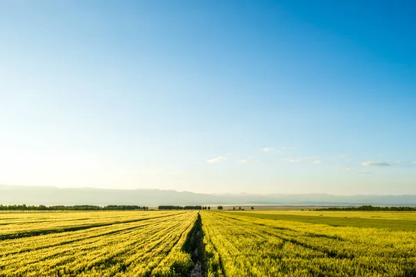 新疆の麦畑 — ストック写真