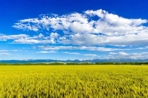 Weizenfeld Xinjiang — Stockfoto