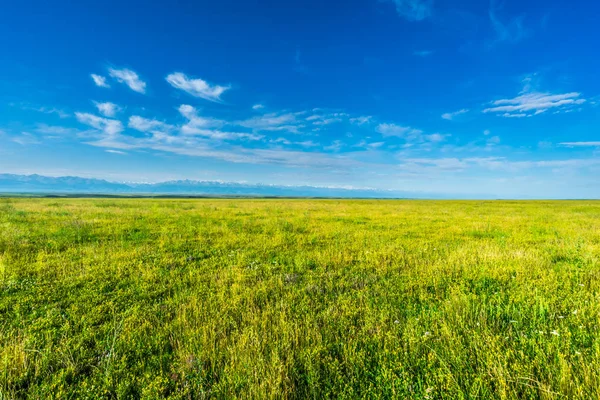 中国新疆の草地 — ストック写真